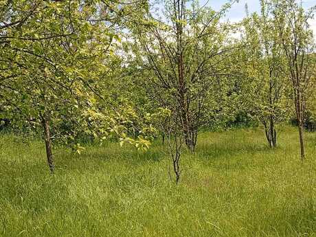Torpaq - İsmayıllı - 16 sot