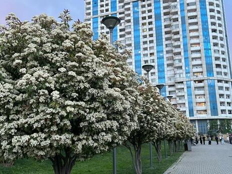 2 otaqlı yeni tikili - Elmlər Akademiyası m. - 90 m²