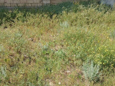 Torpaq - Badamdar q. - 3 sot