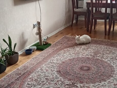 2 otaqlı yeni tikili - Qara Qarayev m. - 55 m²