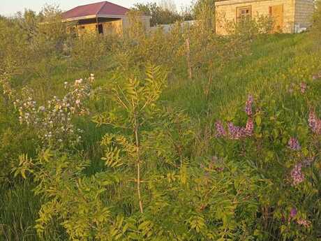 Torpaq - Şamaxı - 6 sot