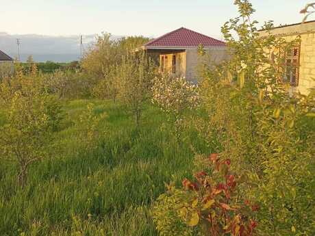 Torpaq - Şamaxı - 6 sot