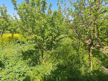 Elan №6118694 - Bakı, Masazır q., 6 sot