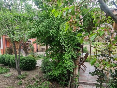7 otaqlı həyət evi/bağ evi - Xaçmaz - 220 m²