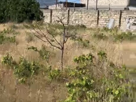 Torpaq - Albalılıq q. - 17 sot