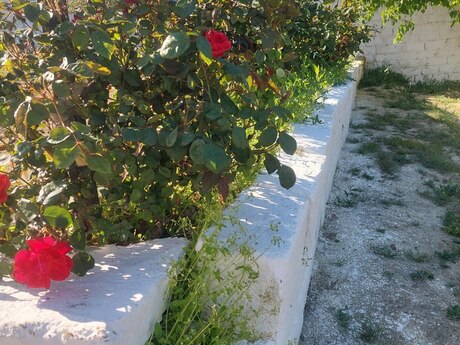 4 otaqlı həyət evi/bağ evi - Xocəsən q. - 120 m²