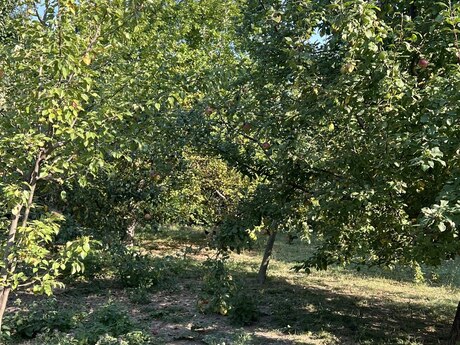Объявление №5925249 - Баку, м. Гянджлик, 5 сот