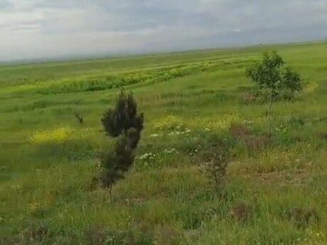 Участок - Геранбой - 5500 сот