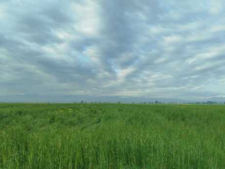 Участок - Геранбой - 5500 сот