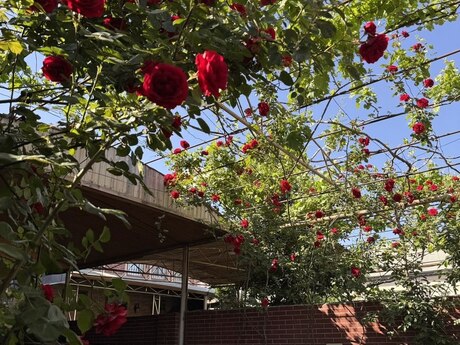 5 otaqlı həyət evi/bağ evi - Sulutəpə q. - 265 m²