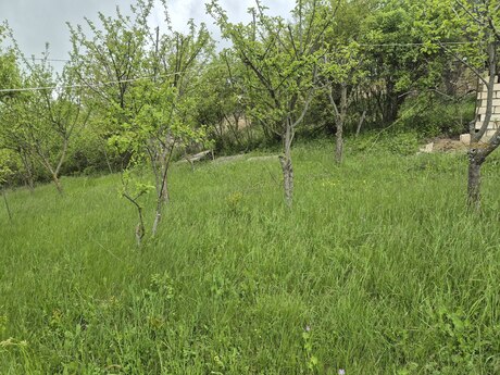 Torpaq - Şamaxı - 6 sot