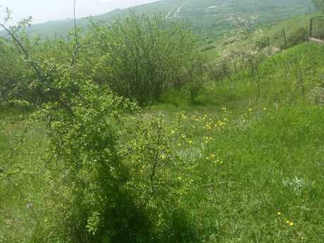 Torpaq - Şamaxı - 50 sot