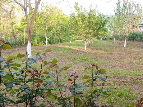 5 otaqlı həyət evi/bağ evi - Qusar - 250 m²