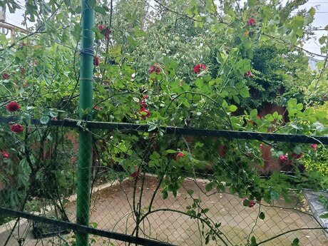 3 otaqlı həyət evi/bağ evi - Hövsan q. - 100 m²