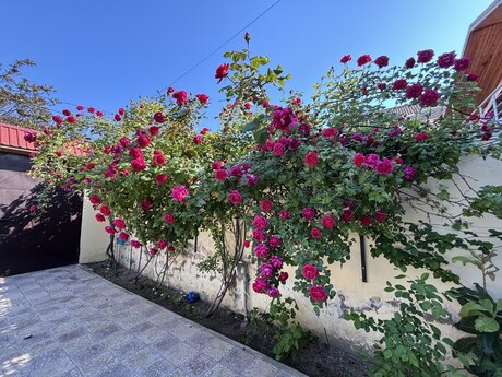 7 otaqlı həyət evi/bağ evi - Bülbülə q. - 288 m²