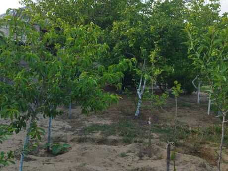 3 otaqlı həyət evi/bağ evi - Qala q. - 50 m²