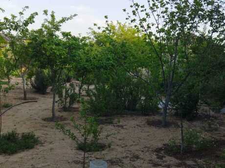 3 otaqlı həyət evi/bağ evi - Qala q. - 50 m²