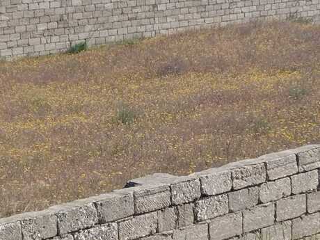 Elan №6149502 - Bakı, Nardaran q., 11 sot