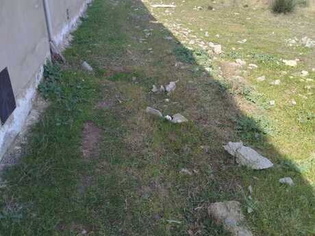 Zabrat q.