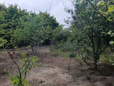 Elan №6152753 - Bakı, Bilgəh q., 8 sot