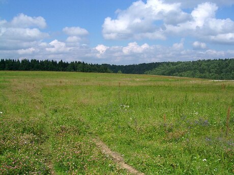 Buzovna q.