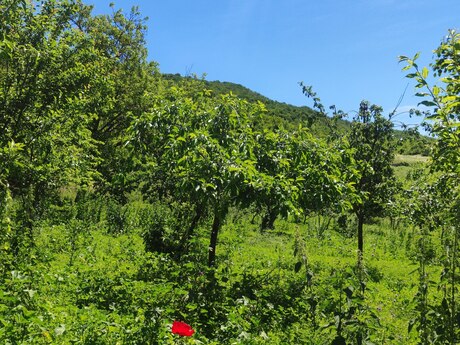 İsmayıllı