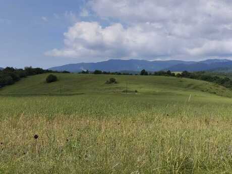 Şamaxı