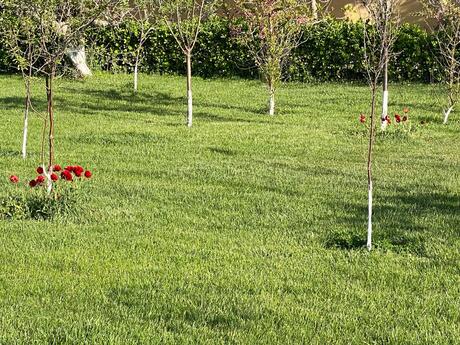 8 otaqlı həyət evi, 1 000 m², Bilgəh: 2 500 000 ₼ 3