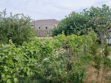 Elan №6173738 - Bakı, Qala q., 8 sot