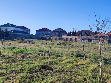 Qala q.