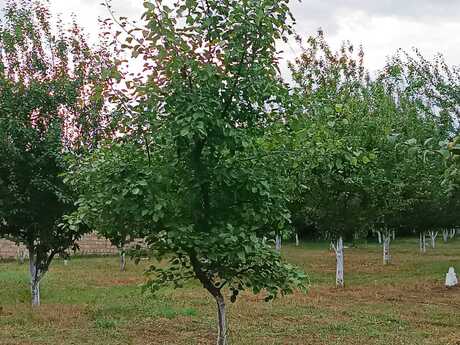 Elan №6175670 - Qəbələ, Qəbələ, 30 sot