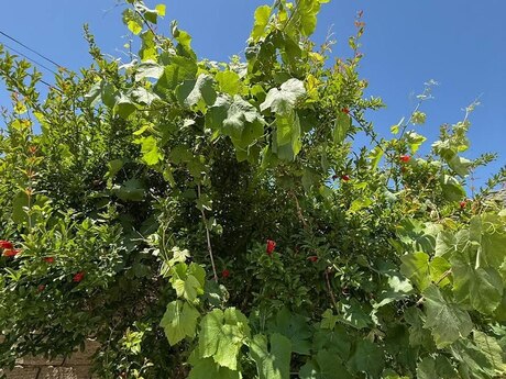 4 otaqlı həyət evi/bağ evi - Nardaran q. - 120 m²