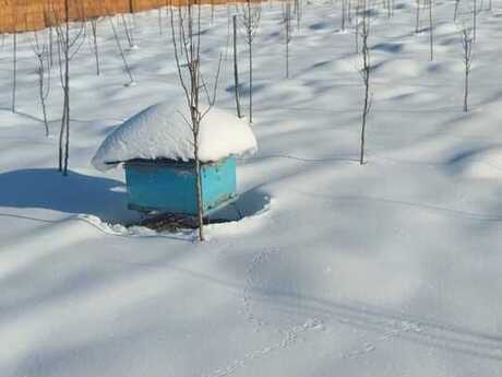 Гах