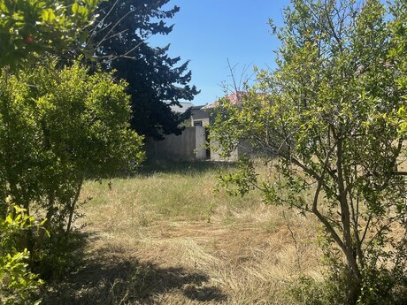 Novxanı q.
