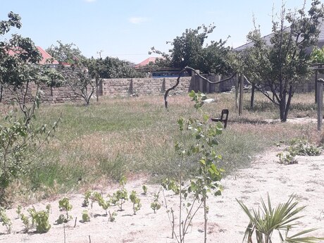 Pirşağı q.