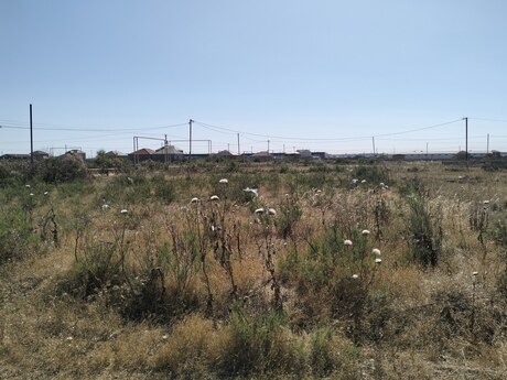 Binə q.