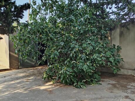 Novxanıda 6 otaqlı həyət evi kirayə verilir, 480 m², 4 000 AZN/ay, şəkil 3 / 12