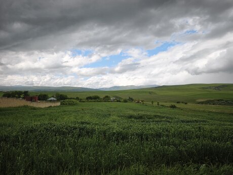 Şamaxı