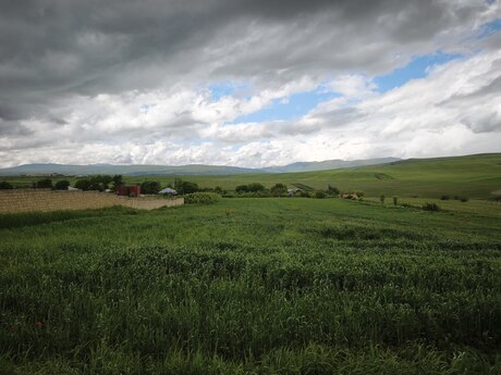 Torpaq - Şamaxı - 77 sot