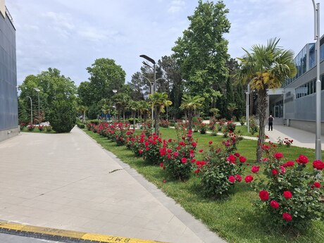 Qaraçuxur q.