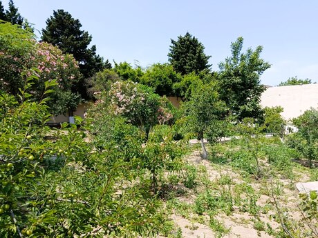 5 otaqlı həyət evi/bağ evi - Novxanı q. - 200 m²