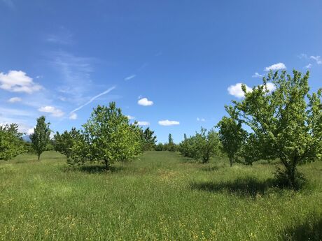 Габала