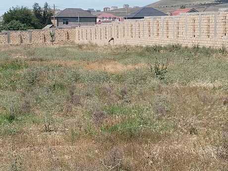 Elan №6207033 - Bakı, Novxanı q., 23 sot