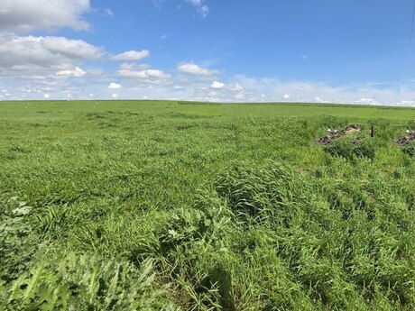 Elan №6006486 - Şamaxı, Şamaxı, 344 sot