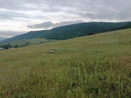 Шемаха