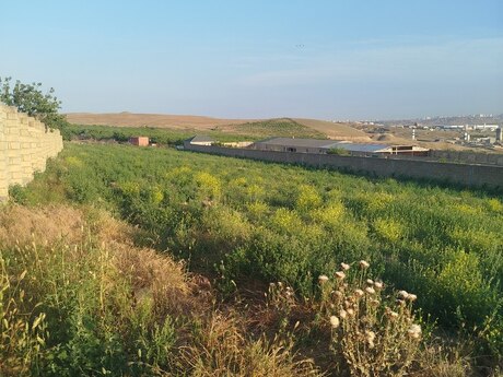 Novxanı q.