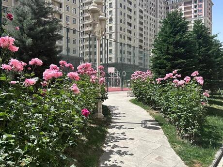 Elan №6215788 - Bakı, Elmlər Akademiyası m., 2 otaqlı, 70 m², 3/18 mərtəbə