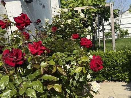 4 otaqlı həyət evi/bağ evi - Novxanı q. - 120 m²