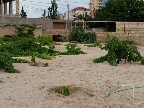 Novxanı q.
