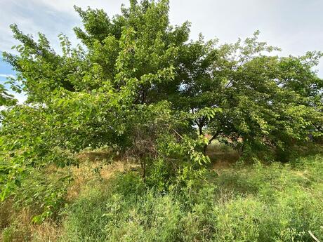 8-room house, 225 m², Novxanı: 445 000 ₼ 3